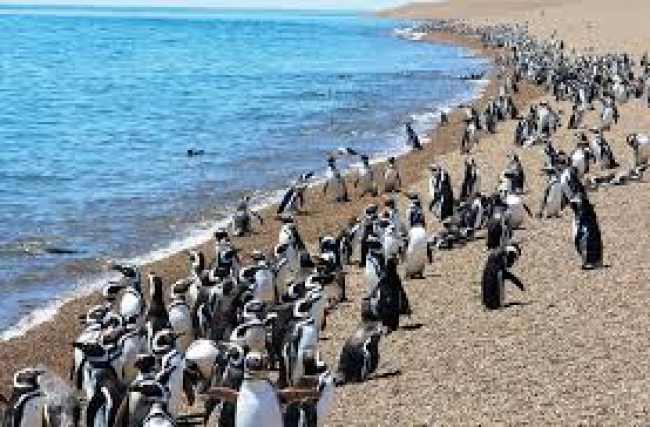 Pinguinos y Ballenas