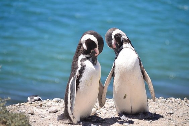 Pinguinos y Ballenas